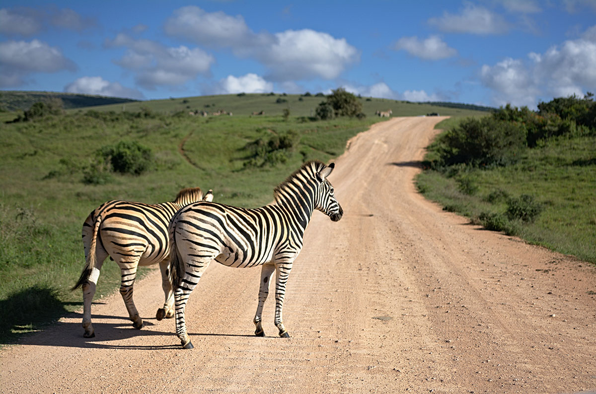 is safari better in kenya or tanzania