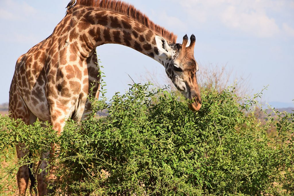 Tarangire Park-giraffe